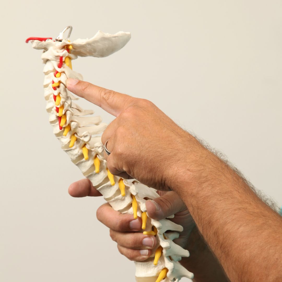 spine