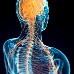 artistic 3D rendering of the nervous system